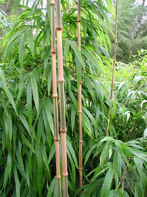 隨唐朝代 竹子品種